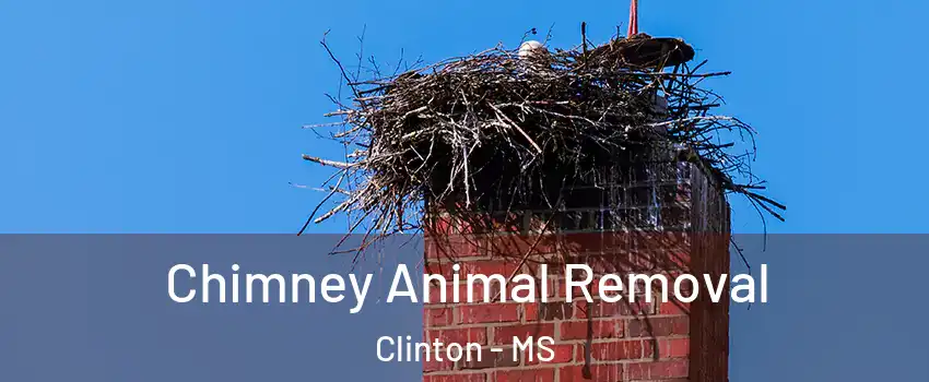 Chimney Animal Removal Clinton - MS