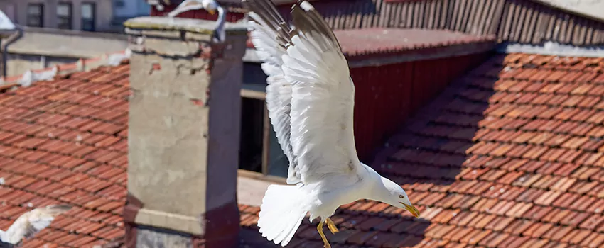 Residential Chimney Animal Removal Solution in Clinton, MS